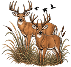 Men’s buck & Duck freshie